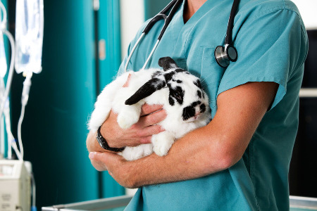 Bunny Rabbit at the Veterinarian