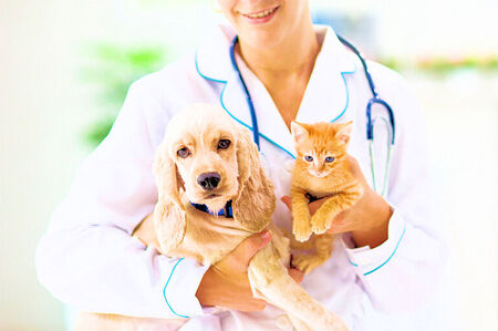 Merchant Credit Card Processing for Animal Clinic, in photo a Veterinarian holding a dog with long ears and a small cat or kitten.
