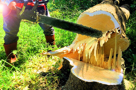 Merchant Credit Card and ACH Processing for Tree Service in Florida in Photo a man in with a chainsaw, cutting down a large tree.